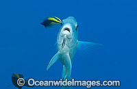 Goatfish being cleaned by Wrasse Photo - David Fleetham