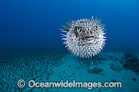 Porcupinefish inflated Photo - David Fleetham