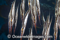 Shrimpfish Aeoliscus strigatus Photo - David Fleetham