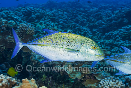 Blue-fin Trevally Caranx melampygus photo