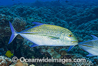 Blue-fin Trevally Caranx melampygus Photo - David Fleetham