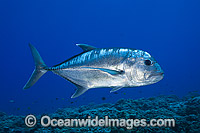 Giant Trevally Caranx ignobilis Photo - David Fleetham