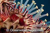 Crown-of-thorns Starfish Photo - David Fleetham
