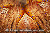 Fire Urchin Photo - David Fleetham