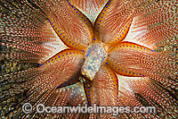 Fire Urchin expelling waste from sac Photo - David Fleetham