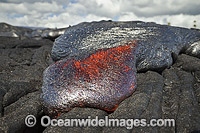 Pahoehoe lava Kilauea Volcano Photo - David Fleetham