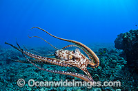 Day Octopus swimming Photo - David Fleetham