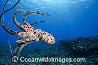 Day Octopus Octopus cyanea Photo - David Fleetham