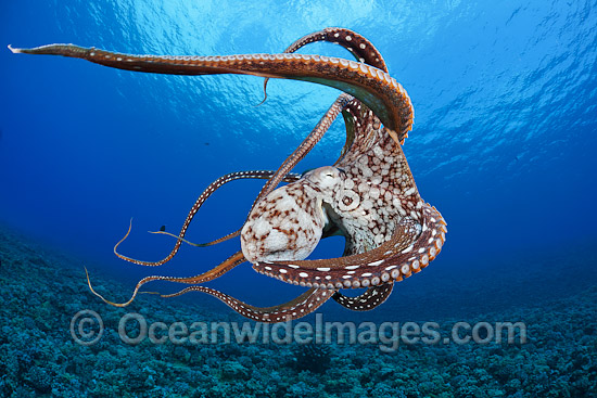 Day Octopus Octopus cyanea photo