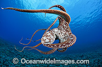 Day Octopus Octopus cyanea Photo - David Fleetham