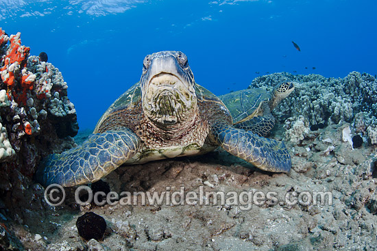 Green Sea Turtles at cleaning station photo Green Sea Turtles at cleaning station photo