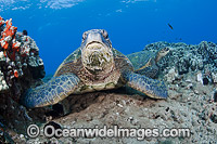 Green Sea Turtles at cleaning station Photo - David Fleetham
