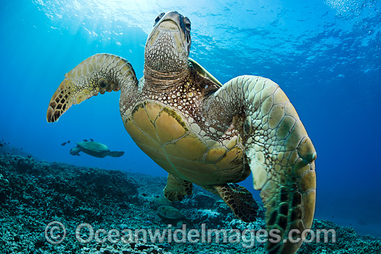 Green Sea Turtles at cleaning station photo Green Sea Turtles at cleaning station photo