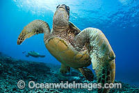 Green Sea Turtles at cleaning station Photo - David Fleetham