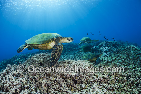 Green Sea Turtles at cleaning station photo Green Sea Turtles at cleaning station photo