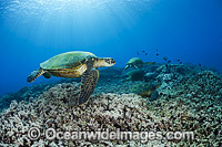 Green Sea Turtles at cleaning station Photo - David Fleetham
