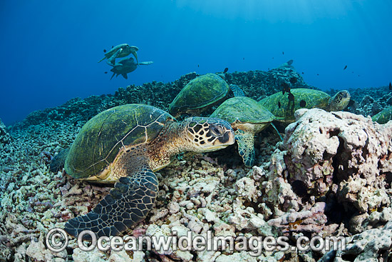 Green Sea Turtles at cleaning station photo Green Sea Turtles at cleaning station photo