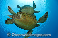 Green Sea Turtles Photo - David Fleetham