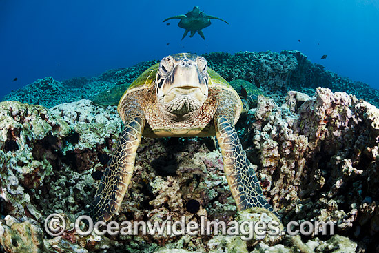 Green Sea Turtles at cleaning station photo Green Sea Turtles at cleaning station photo