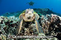 Green Sea Turtles at cleaning station Photo - David Fleetham