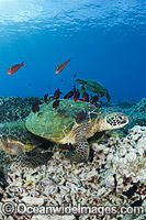 Green Sea Turtles at cleaning station Photo - David Fleetham