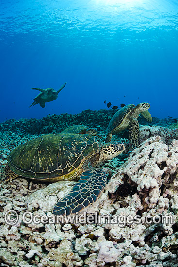 Green Sea Turtles at cleaning station photo Green Sea Turtles at cleaning station photo
