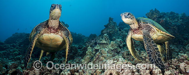 Green Sea Turtles photo Green Sea Turtles photo