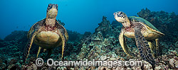 Green Sea Turtles Photo - David Fleetham