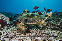 Green Sea Turtle at cleaning station Photo - David Fleetham