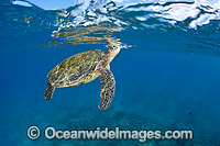 Green Sea Turtle breathing at surface Photo - David Fleetham