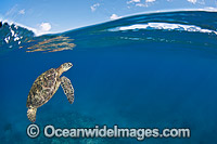Green Sea Turtle at surface Photo - David Fleetham