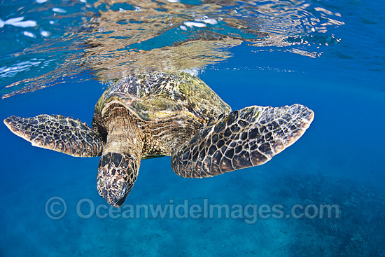 Green Sea Turtle at surface photo Green Sea Turtle at surface photo