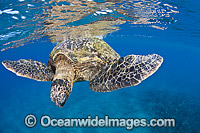 Green Sea Turtle at surface Photo - David Fleetham