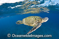 Green Sea Turtle at surface Photo - David Fleetham
