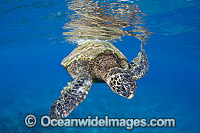 Green Sea Turtle at surface Photo - David Fleetham