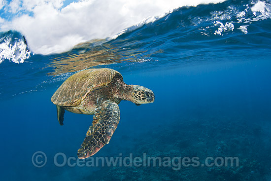 Green Sea Turtle at surface photo Green Sea Turtle at surface photo