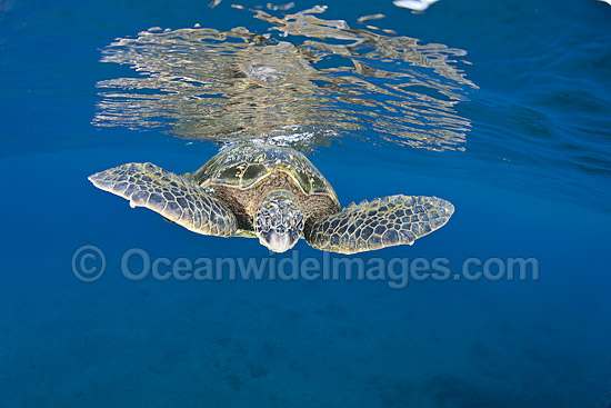 Green Sea Turtle at surface photo Green Sea Turtle at surface photo
