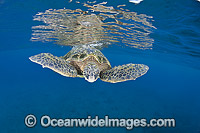 Green Sea Turtle at surface Photo - David Fleetham