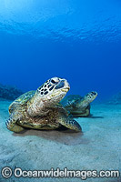 Green Sea Turtles Photo - David Fleetham