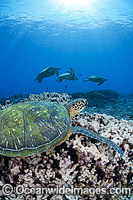 Green Sea Turtles at cleaning station Photo - David Fleetham