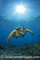 Green Sea Turtles at cleaning station Photo - David Fleetham