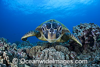 Green Sea Turtle Photo - David Fleetham