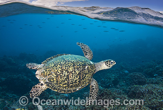 Hawksbill Sea Turtle photo Hawksbill Sea Turtle photo