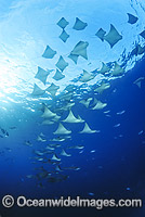 Pacific Cownose Rays Rhinoptera steindachneri Photo - David Fleetham