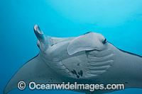 Reef Manta Ray Manta alfredi Photo - David Fleetham