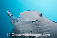 Reef Manta Ray Photo - David Fleetham
