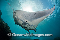 Manta Ray Manta birostris Photo - David Fleetham