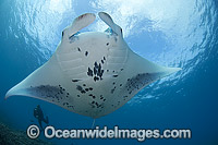 Reef Manta Ray Manta alfredi Photo - David Fleetham