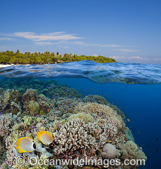 Fish and coral Philippines photo Fish and coral Philippines photo