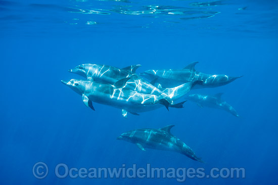 Bottlenose Dolphins swimming underwater photo Bottlenose Dolphins swimming underwater photo